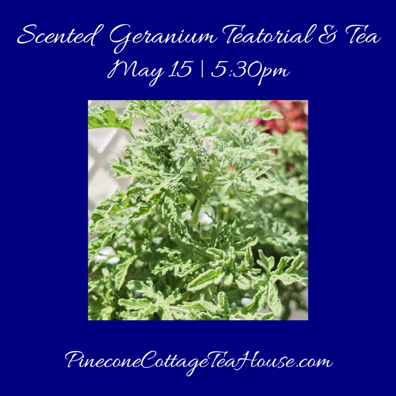 Scented Geranium Teatorial